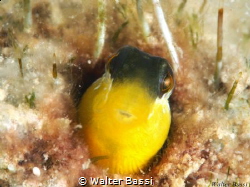 lipophrys dalmatinus,b by Walter Bassi 